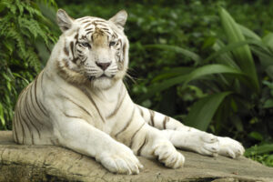 Tiger Panthera Tigris Singapore275815372